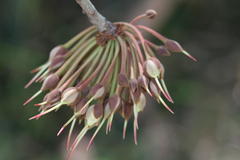 Madhuca longifolia var. latifolia